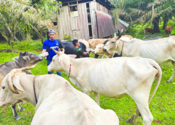 RAJA Mohammad Lukman Raja Ibrahim (kiri) bersama abangnya, Raja Mohammad Razali memberi air garam kepada lembu ternakan mereka di Kampung Lepan Jaya, Gua Musang, Kelantan. – UTUSAN/AIMUNI TUAN LAH