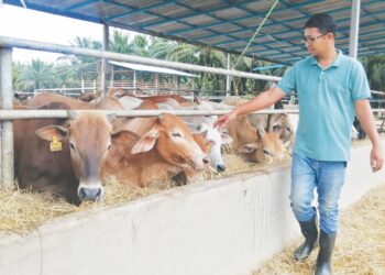 MOHD. Ridzuan Mamat menunjukkan sebahagian lembu yang akan dijual sempena Aidiladha di Kampung Binjai Kertas, Hulu Terengganu. 
– UTUSAN/NOOR HAYATI MAMAT