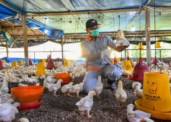 ORANG yang bekerja di pusat ternakan ayam itik dianggap lebih berisiko mendapat selesema burung H3N8. -AFP