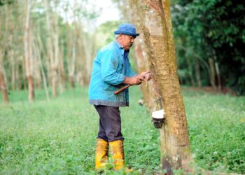 Pengeluaran getah asli Malaysia pada November 2022 disumbangkan terutamanya oleh sektor pekebun kecil. – UTUSAN/MUHAMAD NAZREEN SYAH MUSTHAFA