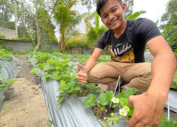 MOHAMMAD Arif Aizat Shukri menunjukkan pokok strawberi yang diusahakan di rumahnya di Selising, Pasir Puteh. – UTUSAN/TOREK SULONG
