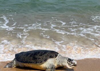 BANGKAI penyu yang ditemukan terdampar oleh orang awam di Pantai Sura Hujung di Dungun, hari ini.