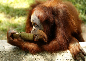 SEEKOR Orang Utan diberi makan dalam taman safari Ramat Gan di Tel Aviv. - AFP