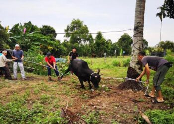 IBADAT korban di Kelantan lazimnya dilakukan secara bergotong-royong bersama keluarga masing-masing tanpa melibatkan orang luar. - UTUSAN/TOREK SULONG