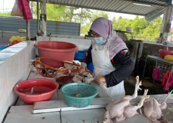 PENIAGA, Azwawati Meor Abdul Malek menjalankan perniagaan seperti biasa setelah kembali menerima bekalan ayam di Pasar Awam Batu Gajah, hari ini. - UTUSAN/LIYANA RAMLI