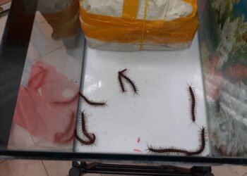 Lipan hidup yang dibawa penumpang feri dari Batam untuk diberi makan ikan yang dirampas di Terminal Feri Stulang Laut, Johor.