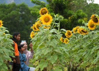 KEINDAHAN bunga matahari yang sedang berkembang mekar yang menjadi tumpuan pengunjung di Taman Ular dan Reptilia di Sungai Batu Pahat, Kangar, Perlis, baru-baru ini. - UTUSAN/IZLIZAN OTHMAN