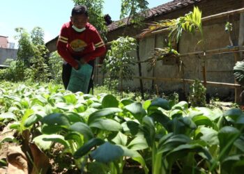 PENDUDUK kampung Miji mengusahakan tanaman sayuran di kawasan tanah yang sebelum ini dianggap tempat ‘keras’. - KOMPAS.COM