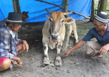 PENTERNAK menunjukkan lembu yang makin lemah akibat dijangkiti FMD di Jawa Timur. -KOMPAS.COM