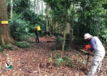 SEBAHAGIAN petugas Perhilitan dan Jabatan Perhutanan Wilayah Persekutuan menanam anak pokok hutan di Kuala Lumpur baru-baru ini. – Foto ihsan Perhilitan