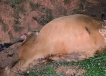 Salah sekor lembu yang mati akibat dilanggar Toyota Hilux  di Kilometer 57, Jalan Kota Tinggi-Kluang malam tadi.