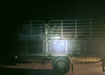 ANGGOTA Batalion 8 PGA menahan sebuah lori membawa muatan tujuh ekor lembu seludup di Taman Purnama, Lubok Jong, Rantau Panjang semalam.