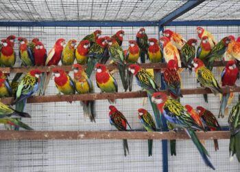 ANTARA spesies burung yang dibawa masuk dari luar negara yang dikuarantin di Stesen Kuarantin Maqis di Batu Maung, Pulau Pinang bagi tujuan persampelan untuk mengelak penularan wabak tertentu.