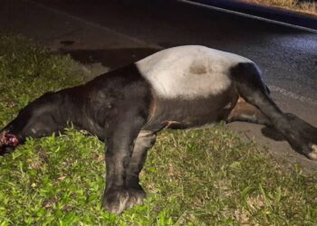 TAPIR betina yang mati dilanggar penunggang motosikal di Kilometer 70, Jalan Jerangau-Jabor di AMBS, Dungun malam tadi.
