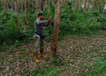 AZMI Nordin tetap perlu menoreh getah biarpun pendapatannya tidak seberapa demi menyara kehidupan keluarganya di Temerloh, Pahang.