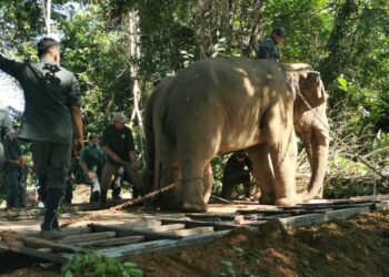 JABATAN Perhilitan Kelantan memindahkan seekor gajah liar jantan di Kampung Meranto, Gua Musang, Kelantan hari ini. Foto IHSAN PERHILITAN KELANTAN