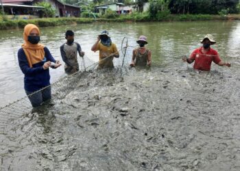 NUR AtIkah Amran (kiri) dibantu oleh beberapa pekerjanya menunjukkan sebahagian ikan keli yang diternak di Kampung Tok Salam, Kubang Kenyeng, Kuala Nerang, Padang Terap semalam. - UTUSAN/MOHD. RIFAAT ABD. HAMID