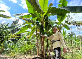 MOHAMED Noor Awang Hamat menunjukkan tanaman pisang yang diusahakan sejak dua tahun lalu di Rancangan Pemulihan Tanah (RPT) Kesedar Sungai Terah, Gua Musang semalam. – UTUSAN/AIMUNI 
TUAN LAH