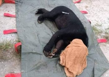BERUANG matahari jantan yang ditangkap Perhilitan Selangor sebelum akan dilepaskan semula ke habitat asal, dekat Parit 13 Sungai Nibong di Sabak Bernam, Selangor, hari ini.