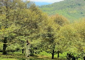 30,000 pekebun rugi apabila  hasil durian Musang King di Raub, Pahang berkurangan ekoran serangan serangga jenis koya dan cuaca tidak menentu. - UTUSAN/SHAIKH AHMAD RAZIF