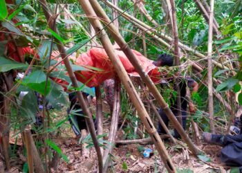 KEADAAN mangsa yang tersangkut pada pokok buluh semasa melakukan aktiviti paragliding di Pengkalan Hulu dekat Gerik hari ini. - UTUSAN/IHSAN JBPM