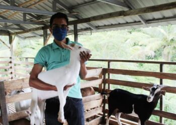 Muhammad Bukhari Mohd. Rashid bersama kambing tenusu di kandangnya.