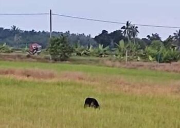 SEEKOR beruang dikesan berkeliaran dekat sawah padi menimbulkan kegemparan kepada penduduk di Parit 13 Sungai  Panjang, Sungai Besar di Sabak Bernam, Selangor, semalam.