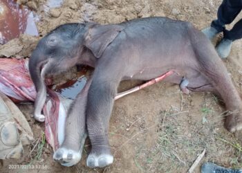ANAK gajah yang turut mati selepas proses dilahirkan di Ladang Mados, Lenggor di Mersing, Johor pada 13 Februari 2021. - UTUSAN
