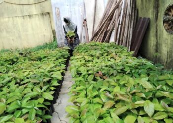 HASHIDAH Hashim menunjukkan anak pokok avocado yang hidup subur. - UTUSAN/ROHANA MOHD. NAWI