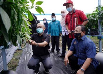 ABDUL Razak Khasbullah (berdiri, tiga dari kanan) melihat Ronald Kiandee (duduk, kiri) memegang cili fertigasi di Pusat Pengumpulan Hasil Ladang (PPHL), Pertubuhan Peladang Kawasan Kuala Langat, Telok Panglima Garang, Kuala Selangor hari ini. - FOTO/FAUZI BAHARUDIN