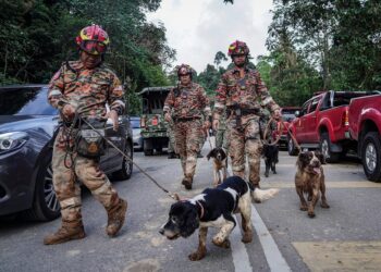 Anggota Unit Anjing Pengesan (K9) Jabatan Bomba dan Penyelamat keluar dari lokasi tanah runtuh selepas seharian turut serta membantu di  Tapak Perkhemahan Father’s Organic Farm  pada hari kedua operasi SAR dijalankan. – MINGGUAN/ MUHAMAD IQBAL ROSLI