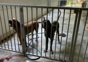 ANJING yang dipercayai menyerang seorang penjaga tokong hingga maut di tokong Buddha di Gunung Rapat, Ipoh hari ini.