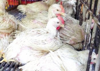 KERAJAAN perlu membuat kajian lebih teliti sebelum harga ayam diapungkan untuk keadilan semua pihak.