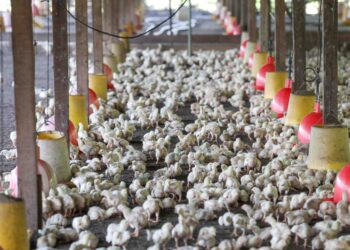 Kenaikan harga ayam pasti akan meresahkan pengguna. - GAMBAR HIASAN