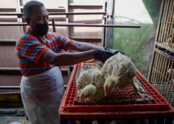 TERDAPAT usaha kartel melobi harga ayam untuk dinaikkan serendah RM12 sekilogram. - GAMBAR HIASAN