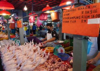 KERAJAAN menyalurkan subsidi bagi menstabilkan harga ayam.