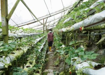 PENIAGA sayur dan strawberi di Cameron Highlands kini terbeban ekoran kenaikan harga baja serta racun sehingga mencecah 70 peratus. - GAMBAR HIASAN
