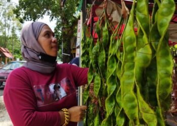 Anisah Ismail menunjukkan petai viral yang dijualnya di Baling, Kedah.
