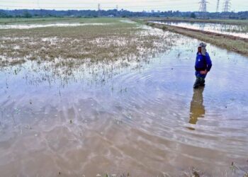 Sawah padi yang musnah akibat banjir bakal menerima bantuan secara tunai sehingga RM1,800 per hektar dengan had maksimum sehingga tiga hektar.