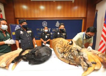 Harga seekor harimau Malaya yang mendapat permintaan tinggi di pasaran gelap boleh mencecah sehingga RM600,000 seekor. – GAMBAR HIASAN