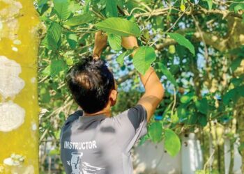 HARGA daun ketum di Thailand yang sebelum ini pernah mencecah RM180 sekilogram terutama pada musim pelaksanaan Perintah Kawalan Pergerakan (PKP) kini jatuh mendadak sekitar RM7 hingga RM10 sekilogram berikutan langkah Thailand yang sudah ‘menghalalkan’ ketum’.