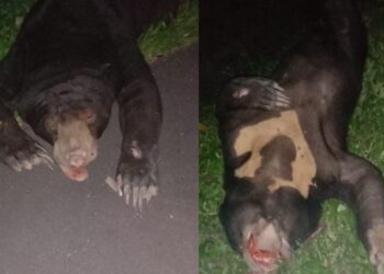SEEKOR beruang matahari ditemukan mati di dalam longkang di Jalan Seremban-Kuala Pilah dekat Ulu Bendul, Kuala Pilah, malam semalam dipercayai dilanggar sebuah kereta.