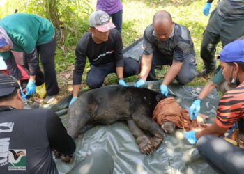 BERUANG matahari yang ditangkap selepas masuk perangkap di Kampung Sri Jelutong, Malim Nawar, Kampar semalam. - UTUSAN