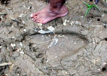 TAPAK kaki didakwa kaki Bigfoot berbanding tapak kaki manusia yang ditemukan di Kota Tinggi, Johor pada Februari 2007. - GAMBAR FAIL