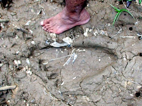 Bigfoot ada, bukan mitos – Warga
