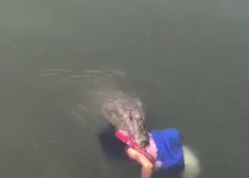 TANGKAP layar kejadian seekor buaya yang membawa mayat wanita dari dalam mulutnya yang tular di dalam media sosial hari ini yang didakwa berlaku di kawasan laut Jambatan Pulau Pinang sedangkan kejadian sebenar adalah di Mexico.