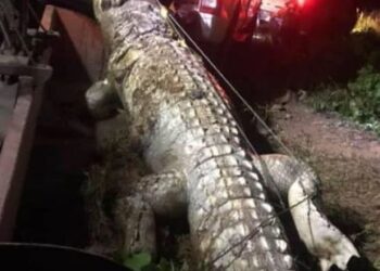 BANGKAI buaya yang ditarik dari sungai menggunakan traktor di Kampung Teluk Peribu dekat Bagan Serai semalam. - SUMBER MEDIA SOSIAL