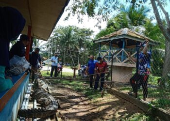BUAYA tembaga yang ditangkap dia dalam parit Resort Felda Residence Sahabat di Lahad Datu, Sabah. -IHSAN APM