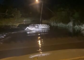 TANGKAP layar video memaparkan seekor buaya berada di atas jalan yang dirakamkan penduduk yang melalui Jalan Air Hitam di Kampung Seri Damai di Kuantan, Pahang.