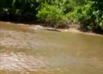 TANGKAP layar imej buaya yang dikesan muncul di Sungai Sentul Patah di Marang, Terengganu seminggu lalu.